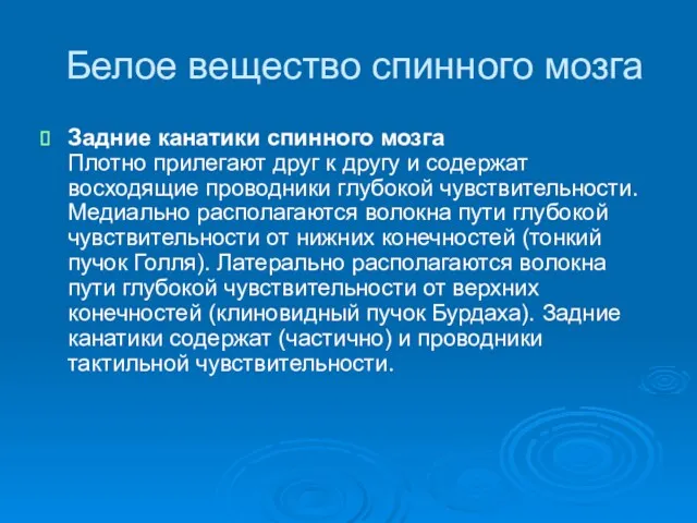 Белое вещество спинного мозга Задние канатики спинного мозга Плотно прилегают