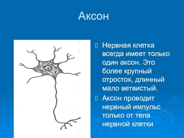 Аксон Нервная клетка всегда имеет только один аксон. Это более