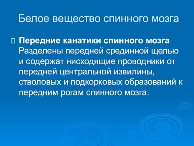 Белое вещество спинного мозга Передние канатики спинного мозга Разделены передней