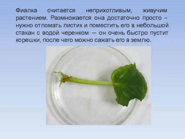 Фиалка считается неприхотливым, живучим растением. Размножается она достаточно просто – нужно отломать листик
