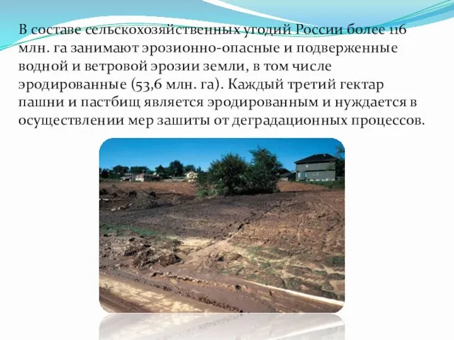 В составе сельскохозяйственных угодий России более 116 млн. га занимают эрозионно-опасные и подверженные