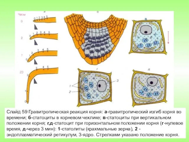 Слайд 59 Гравитропическая реакция корня: а-гравитропический изгиб корня во времени;