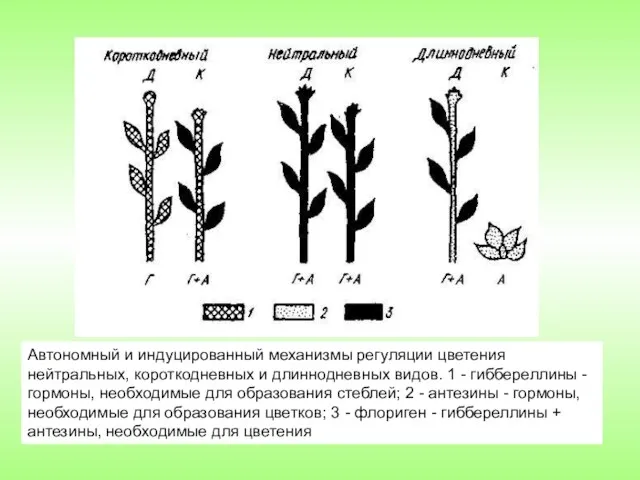 Автономный и индуцированный механизмы регуляции цветения нейтральных, короткодневных и длиннодневных