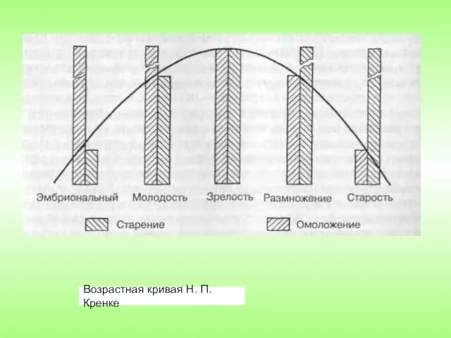 Возрастная кривая Н. П. Кренке