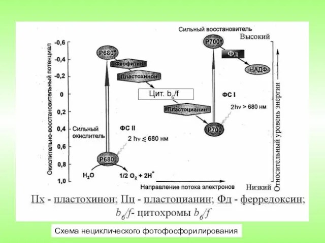 Схема нециклического фотофосфорилирования