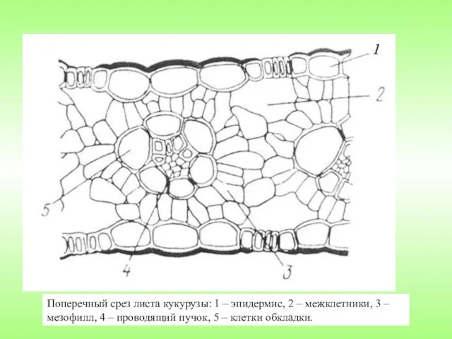 Поперечный срез листа кукурузы: 1 – эпидермис, 2 – межклетники,