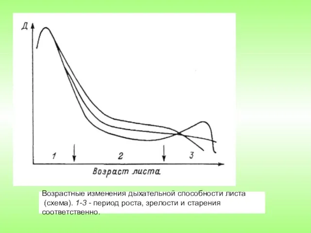 Возрастные изменения дыхательной способности листа (схема). 1-3 - период роста, зрелости и старения соответственно.