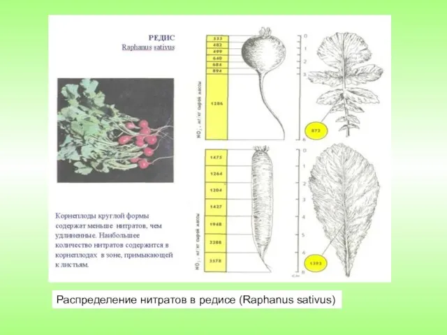 Распределение нитратов в редисе (Raphanus sativus)