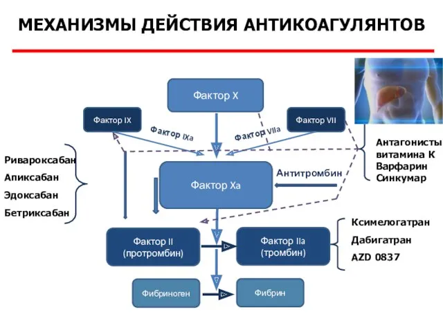 Ривароксабан Апиксабан Эдоксабан Бетриксабан Антагонисты витамина К Варфарин Синкумар МЕХАНИЗМЫ ДЕЙСТВИЯ АНТИКОАГУЛЯНТОВ