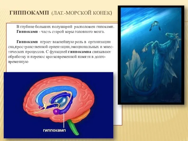 ГИППОКАМП (ЛАТ.-МОРСКОЙ КОНЕК) В глубине больших полушарий расположен гипокамп. Гиппокамп