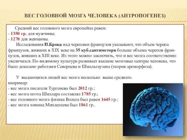ВЕС ГОЛОВНОЙ МОЗГА ЧЕЛОВЕКА (АНТРОПОГЕНЕЗ) Средний вес головного мозга европейца