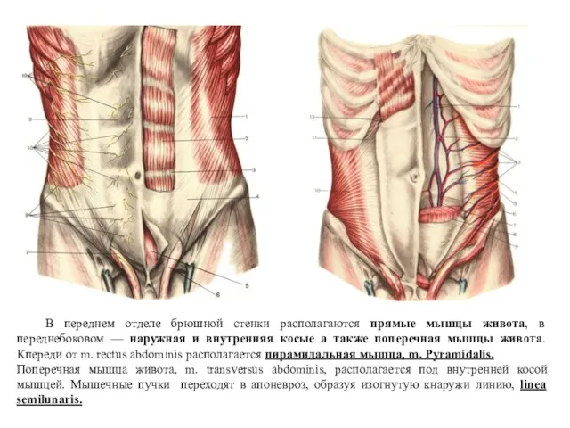 В переднем отделе брюшной стенки располагаются прямые мышцы живота, в