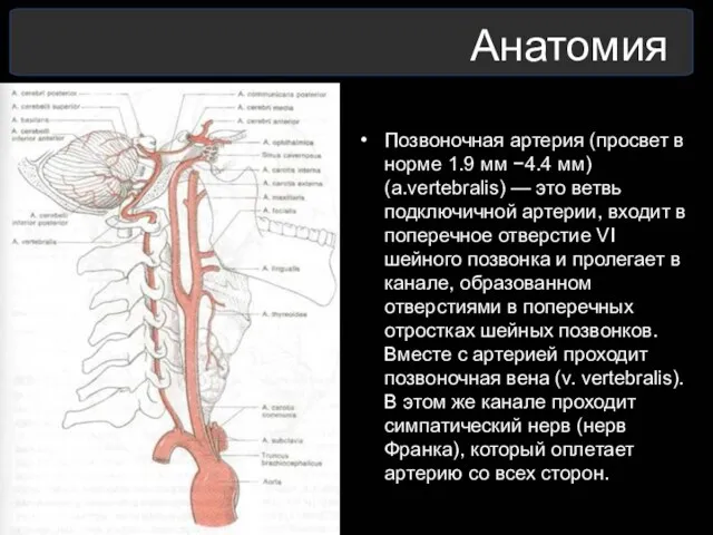 Анатомия Позвоночная артерия (просвет в норме 1.9 мм −4.4 мм) (a.vertebralis) — это