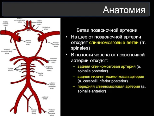 Ветви позвоночной артерии На шее от позвоночной артерии отходят спинномозговые ветви (rr. spinales)