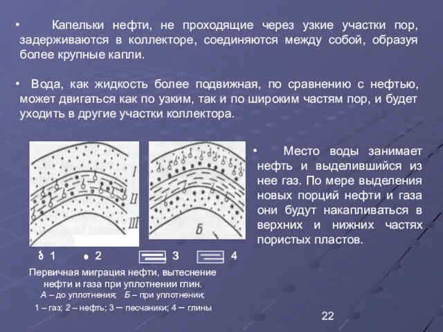 Капельки нефти, не проходящие через узкие участки пор, задерживаются в