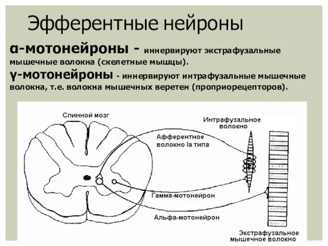 Эфферентные нейроны α-мотонейроны - иннервируют экстрафузальные мышечные волокна (скелетные мышцы).