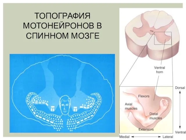 ТОПОГРАФИЯ МОТОНЕЙРОНОВ В СПИННОМ МОЗГЕ