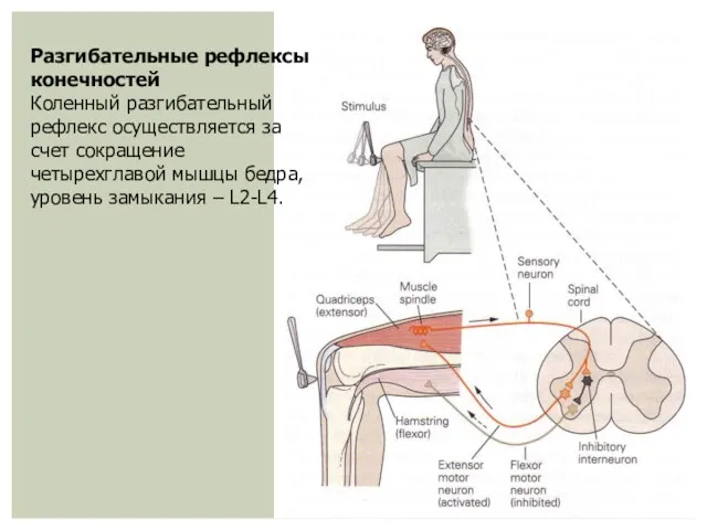 Разгибательные рефлексы конечностей Коленный разгибательный рефлекс осуществляется за счет сокращение