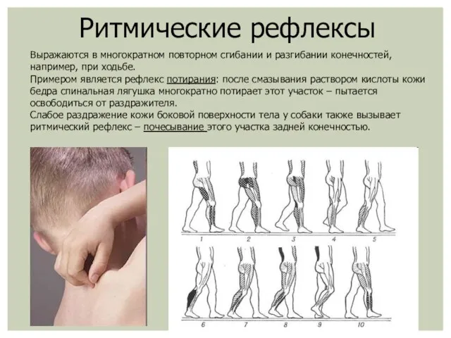 Ритмические рефлексы Выражаются в многократном повторном сгибании и разгибании конечностей,