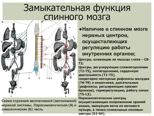 Замыкательная функция спинного мозга Схема строения вегетативной (автономной) нервной системы.