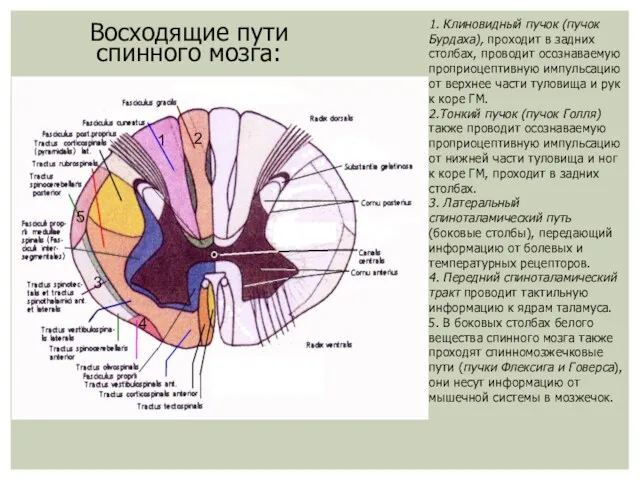 Восходящие пути спинного мозга: 1. Клиновидный пучок (пучок Бурдаха), проходит