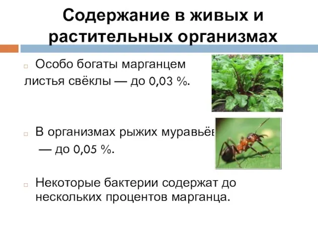 Содержание в живых и растительных организмах Особо богаты марганцем листья