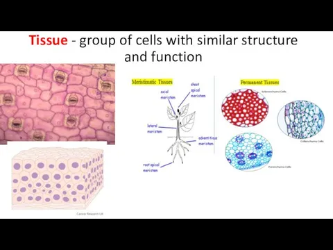 Tissue - group of cells with similar structure and function