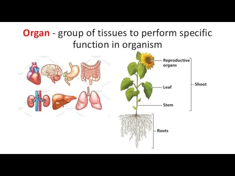 Organ - group of tissues to perform specific function in organism