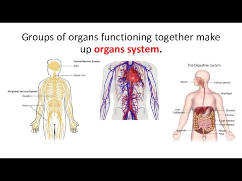 Groups of organs functioning together make up organs system.