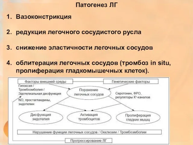 Патогенез ЛГ Вазоконстрикция редукция легочного сосудистого русла снижение эластичности легочных сосудов облитерация легочных