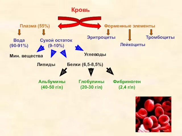 Кровь Плазма (55%) Форменные элементы Вода (90-91%) Сухой остаток (9-10%)