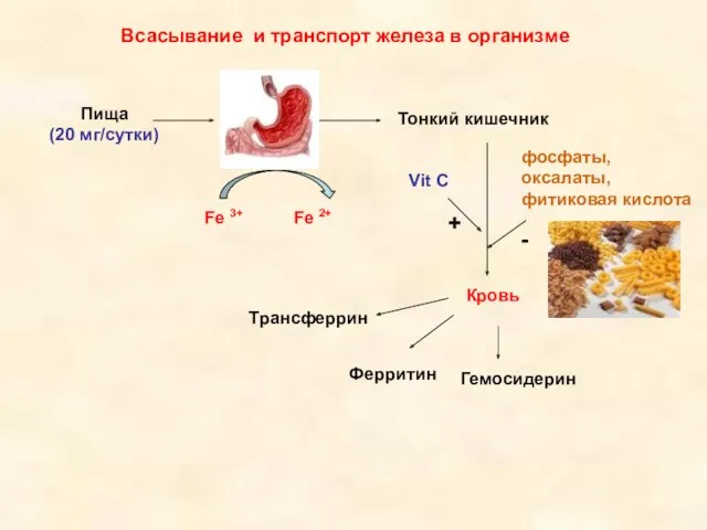 Всасывание и транспорт железа в организме Пища (20 мг/сутки) Fe