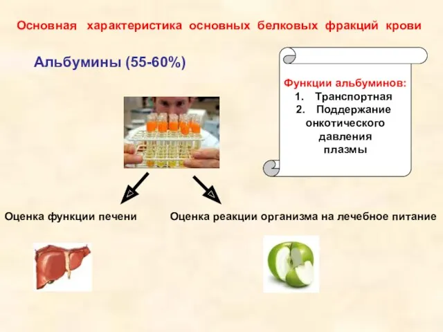 Основная характеристика основных белковых фракций крови Альбумины (55-60%) Функции альбуминов: