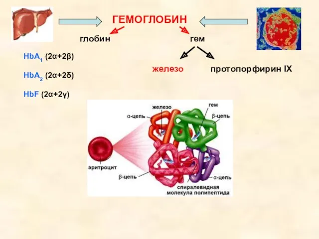 ГЕМОГЛОБИН глобин гем железо протопорфирин IX HbA1 (2α+2β) HbA2 (2α+2δ) HbF (2α+2γ)