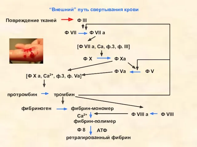 “Внешний” путь свертывания крови