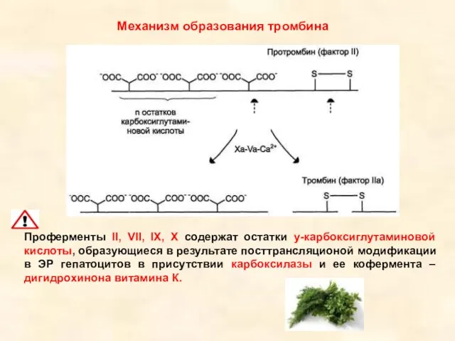Механизм образования тромбина Проферменты II, VII, IX, X содержат остатки