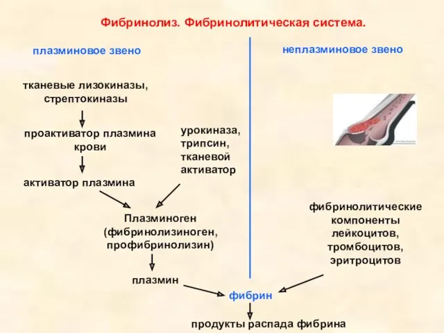 Фибринолиз. Фибринолитическая система.