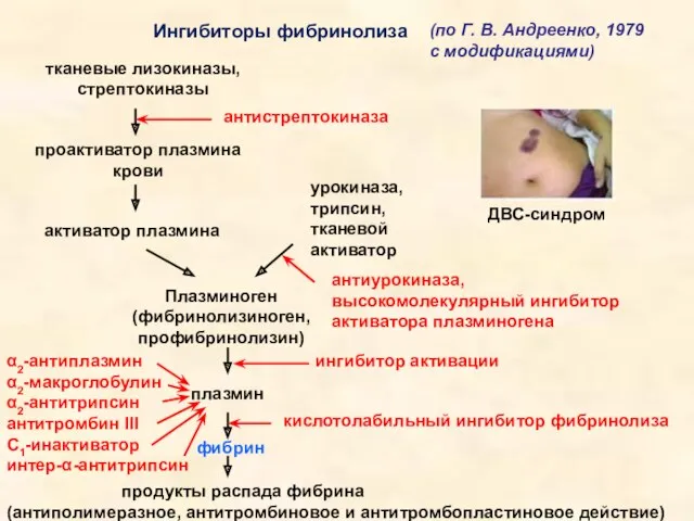 тканевые лизокиназы, стрептокиназы проактиватор плазмина крови активатор плазмина урокиназа, трипсин,