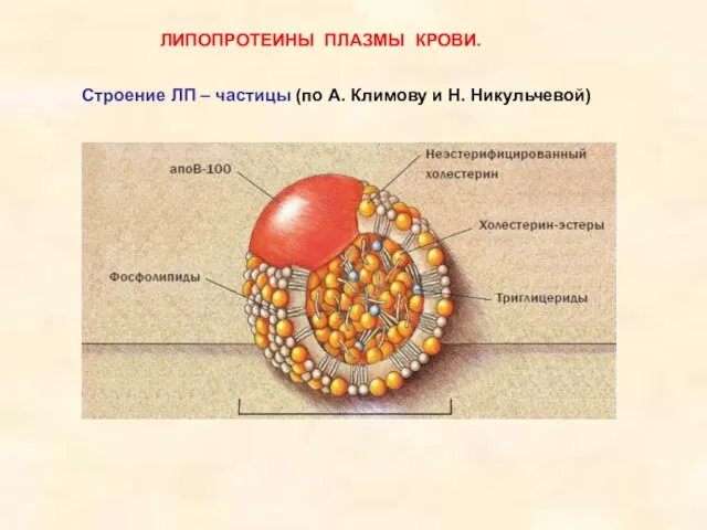 ЛИПОПРОТЕИНЫ ПЛАЗМЫ КРОВИ. Строение ЛП – частицы (по А. Климову и Н. Никульчевой)