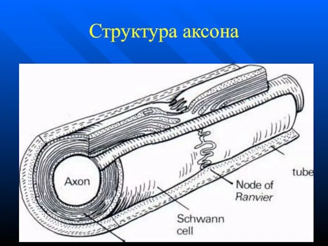 Структура аксона