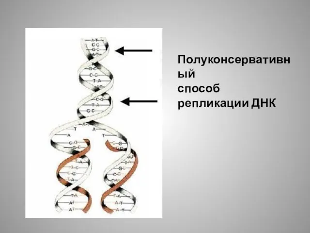 Полуконсервативный способ репликации ДНК