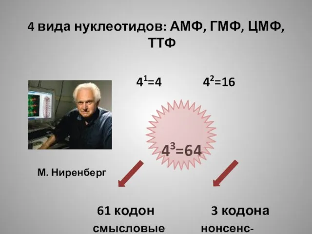 4 вида нуклеотидов: АМФ, ГМФ, ЦМФ, ТТФ 41=4 42=16 43=64