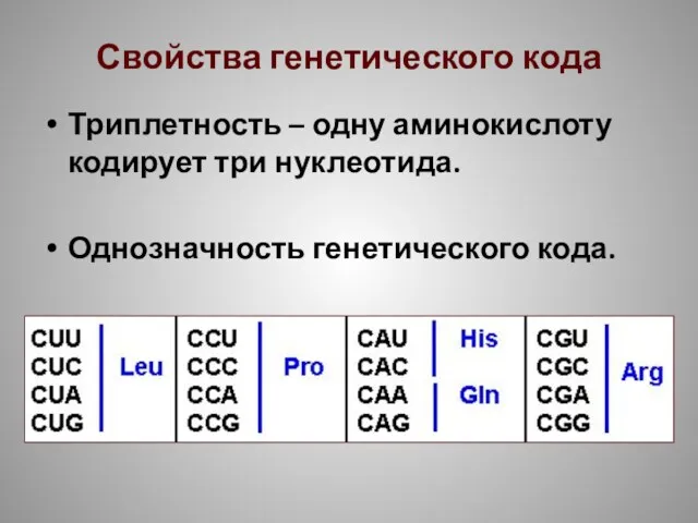 Свойства генетического кода Триплетность – одну аминокислоту кодирует три нуклеотида. Однозначность генетического кода.