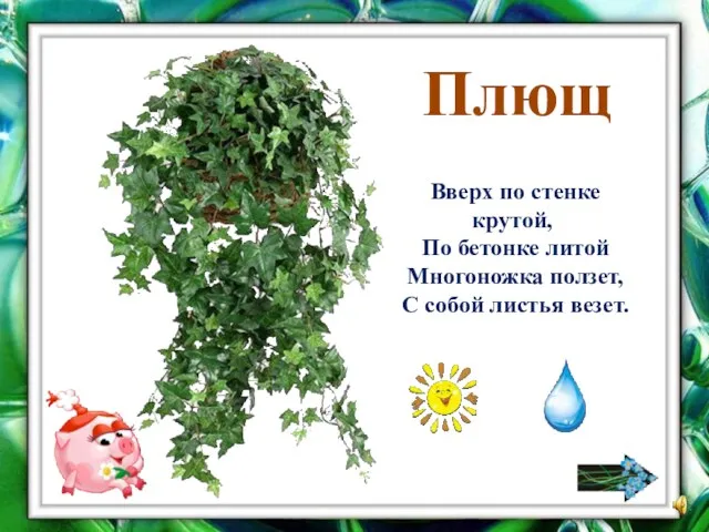 Плющ Вверх по стенке крутой, По бетонке литой Многоножка ползет, С собой листья везет.