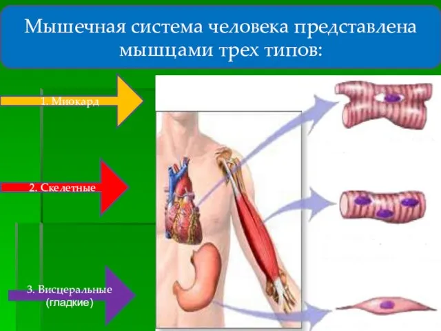 Мышечная система человека представлена мышцами трех типов: 2. Скелетные 3. Висцеральные (гладкие) 1. Миокард