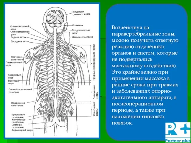 Воздействуя на паравертебральные зоны, можно получить ответную реакцию отдаленных органов