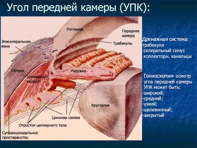 Угол передней камеры (УПК): Дренажная система: трабекула склеральный синус коллекторн.