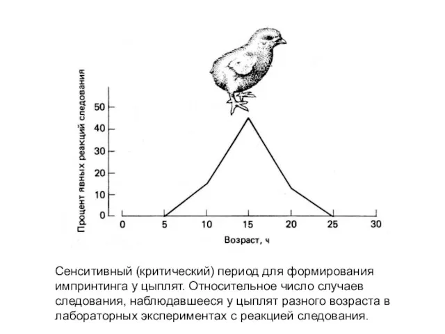 Сенситивный (критический) период для формирования импринтинга у цыплят. Относительное число