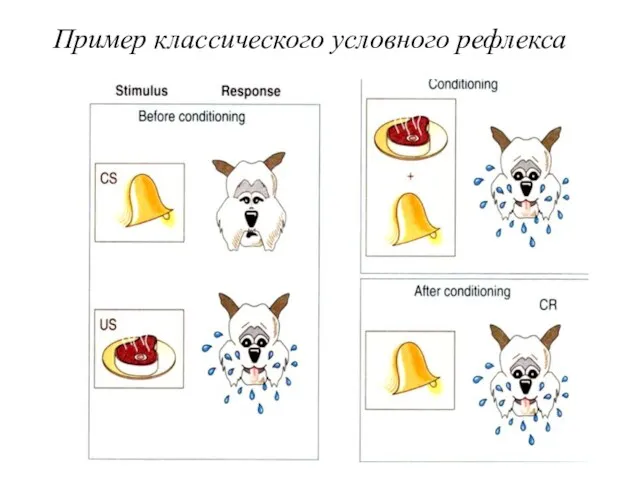 Пример классического условного рефлекса