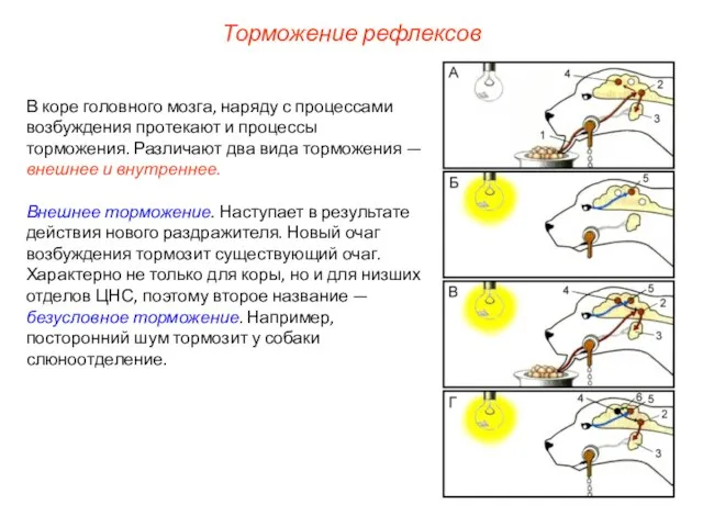 Торможение рефлексов В коре головного мозга, наряду с процессами возбуждения